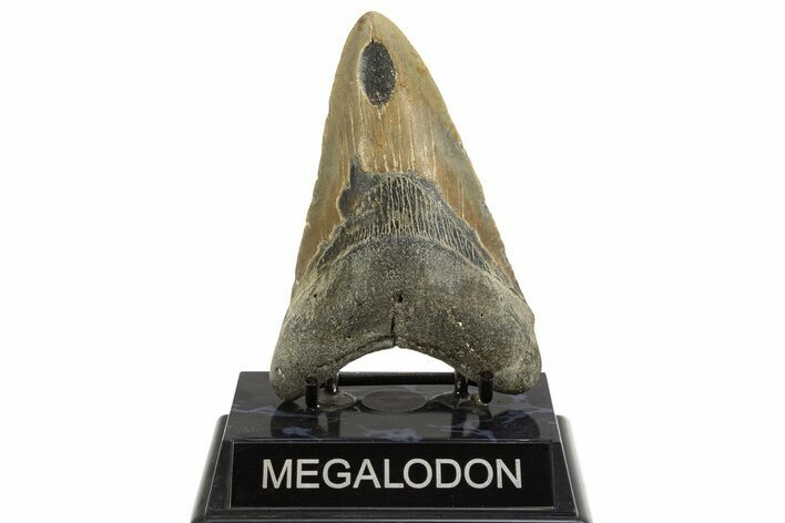 Fossil Megalodon Tooth - North Carolina #328101